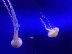水母-成都浩海立方海洋公园