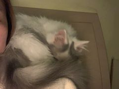 -momokira米努特·德文卷毛猫·棉花面纱犬