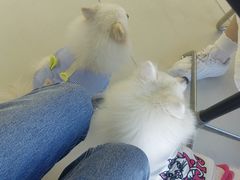 -怪兽屋·羊驼·猫咖·狗咖(俊华广场店)