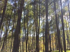 -硗碛藏寨·神木垒景区