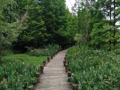 -桤木河湿地公园