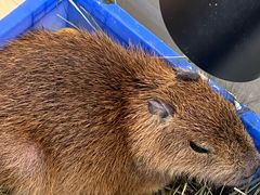 -怪兽屋·羊驼·猫咖·狗咖(俊华广场店)