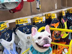 -帕帕拉兹宠物(亚洲旗舰店)