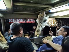 -清迈夜间动物园