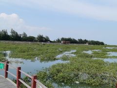 -北海金海湾红树林生态旅游区