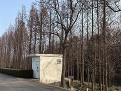 -上海滨江森林公园