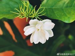 -素心小筑(后沙裕镇店)