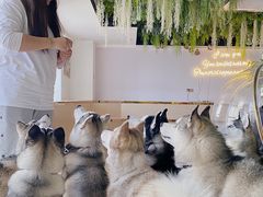 -Husky Go! 哈士奇体验馆·宠物咖啡厅狗咖