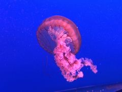 -太平洋海底世界