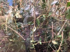 -上海昆虫博物馆