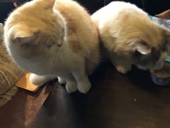 -猫猫幼稚园·撸猫·桌游·电玩