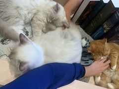 -瞄一喵猫咖(格力海岸店)