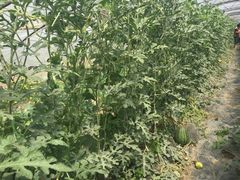 -庞各庄翠芳园西瓜蔬菜基地采摘园