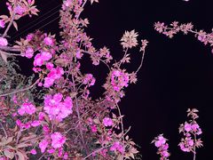 -西北湖绿化广场