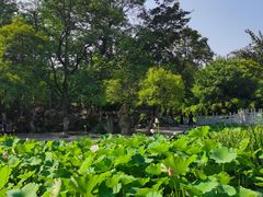 -莲湖公园