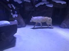 -上海海昌海洋公园
