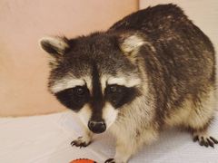-浣熊柯尔鸭土拨鼠·电玩咖