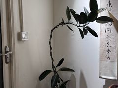 -本無咖啡·BeanWood Coffee