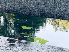 -趵突泉景区