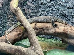 -广州长隆飞鸟乐园