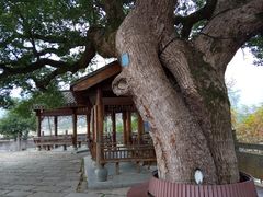 -东梓关景区村庄