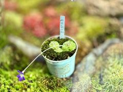 -国家植物园南园