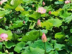 -泰州凤城河风景区-泰山公园