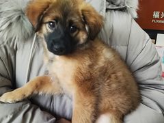 -瑞派福兴宠物医院犬猫全科·骨科·中西医结合(河东店)