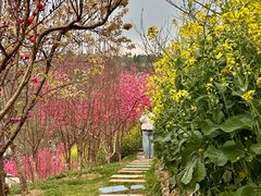 -桃源山庄·水蜜桃采摘·柴火鸡·烧烤团建(龙泉山店)
