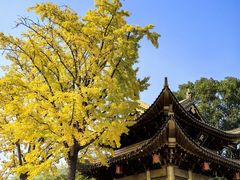 -上海东林寺(金山区)