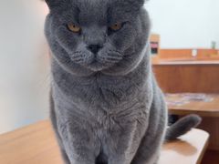 -有猫主题·治愈系猫咖(曾厝垵店)
