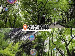 -上海共青森林公园