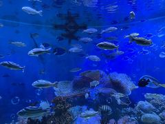 -海合安成都极地海洋公园