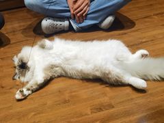 -绒爪撸猫下午茶·猫咖