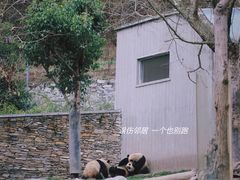 -卧龙中华大熊猫苑神树坪基地