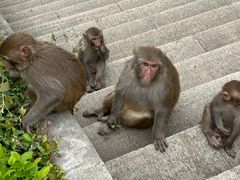 -苏州上方山国家森林公园