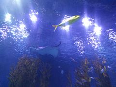 -芜湖新华联大白鲸海洋公园