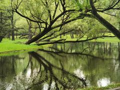 -上海共青森林公园