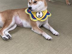 -逗柴咖啡屋·狗咖猫咖宠物桌游