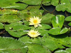 -深圳仙湖植物园