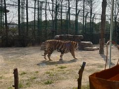 -上海野生动物园老虎餐厅