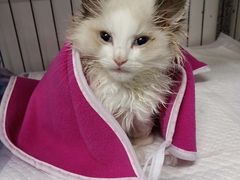-达爱动物医院·犬猫分区·CT·复杂眼科(远洋山水分院)