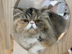 -COLOR PETS 撸猫馆·购猫·猫咖(长风大悦城店)