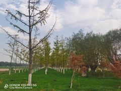 -汉长安城未央宫国家考古遗址公园