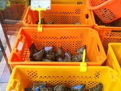 -真真老老(月河花鸟市场店)