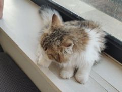 -瑞派宠物医院·犬猫全科·猫友好(宾水西道店)