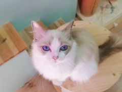 -Bastet sally猫舍购宠(静安店)