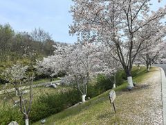 -羊山湖公园