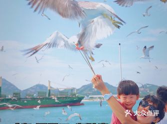 太给力了！出海探岛，上百只黑尾鸥跟随！喂它！