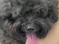 -宠物星动物医院·眼科·异宠·猫科(江南大道总院)